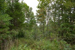 property photo for Borgmanns Hollow Phase I Tract 29, 8.43 acres for sale in Shannon County, Missouri