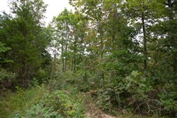 property photo for Borgmanns Hollow Phase I Tract 29, 8.43 acres for sale in Shannon County, Missouri