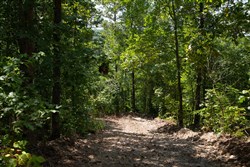 property photo for Borgmanns Hollow Phase I Tract 3, 17.32 acres for sale in Shannon County, Missouri