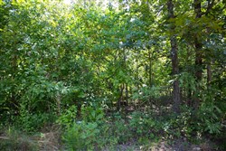 property photo for Borgmanns Hollow Phase I Tract 3, 17.32 acres for sale in Shannon County, Missouri