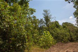 property photo for Borgmanns Hollow Phase I Tract 3, 17.32 acres for sale in Shannon County, Missouri