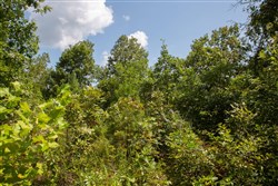 property photo for Borgmanns Hollow Phase I Tract 3, 17.32 acres for sale in Shannon County, Missouri