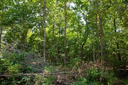 property photo for Borgmanns Hollow Phase I Tract 3, 17.32 acres for sale in Shannon County, Missouri