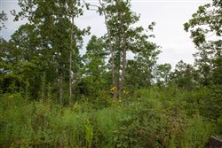 property photo for Borgmanns Hollow Phase I Tract 30, 5.08 acres for sale in Shannon County, Missouri