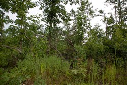 property photo for Borgmanns Hollow Phase I Tract 30, 5.08 acres for sale in Shannon County, Missouri