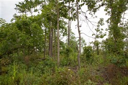 property photo for Borgmanns Hollow Phase I Tract 30, 5.08 acres for sale in Shannon County, Missouri