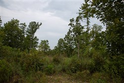 property photo for Borgmanns Hollow Phase I Tract 31, 8.5 acres for sale in Shannon County, Missouri
