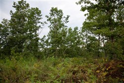 property photo for Borgmanns Hollow Phase I Tract 31, 8.5 acres for sale in Shannon County, Missouri