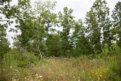 property photo for Borgmanns Hollow Phase I Tract 31, 8.5 acres for sale in Shannon County, Missouri