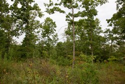 property photo for Borgmanns Hollow Phase I Tract 31, 8.5 acres for sale in Shannon County, Missouri