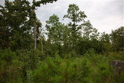 property photo for Borgmanns Hollow Phase I Tract 31, 8.5 acres for sale in Shannon County, Missouri