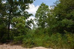 Borgmanns Hollow Phase I Tract 5