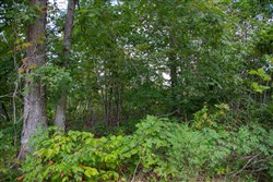 Borgmanns Hollow Phase I Tract 5