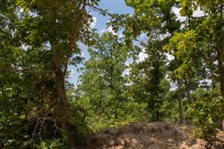 property photo for Borgmanns Hollow Phase I Tract 6, 5.36 acres for sale in Shannon County, Missouri
