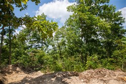 property photo for Borgmanns Hollow Phase I Tract 6, 5.36 acres for sale in Shannon County, Missouri