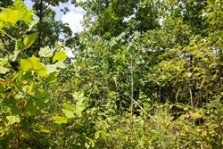 property photo for Borgmanns Hollow Phase I Tract 6, 5.36 acres for sale in Shannon County, Missouri