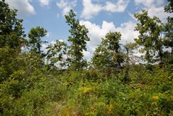 property photo for Borgmanns Hollow Phase I Tract 6, 5.36 acres for sale in Shannon County, Missouri
