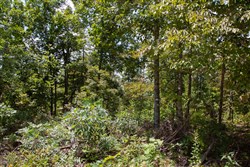 Borgmanns Hollow Phase I Tract 8