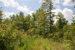 Borgmanns Hollow Phase I Tract 8