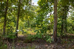 Borgmanns Hollow Phase I Tract 8