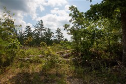 property photo for Borgmanns Hollow Phase I Tract 9, 5.12 acres for sale in Shannon County, Missouri