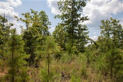 property photo for Borgmanns Hollow Phase I Tract 9, 5.12 acres for sale in Shannon County, Missouri