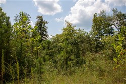 property photo for Borgmanns Hollow Phase I Tract 9, 5.12 acres for sale in Shannon County, Missouri