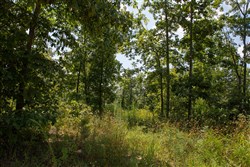 property photo for Borgmanns Hollow Phase I Tract 9, 5.12 acres for sale in Shannon County, Missouri