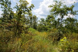 property photo for Borgmanns Hollow Phase I Tract 9, 5.12 acres for sale in Shannon County, Missouri