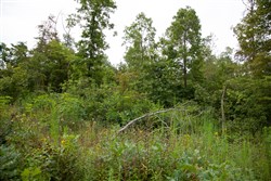 Borgmanns Hollow Phase II Tract 33