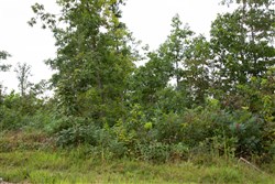 Borgmanns Hollow Phase II Tract 33
