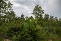 Borgmanns Hollow Phase II Tract 33