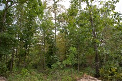 Borgmanns Hollow Phase II Tract 36
