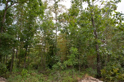 Borgmanns Hollow Phase II Tract 36