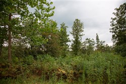 Borgmanns Hollow Phase II Tract 36