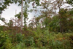 Borgmanns Hollow Phase II Tract 36