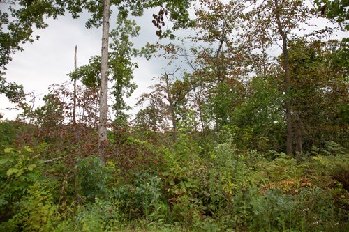 Borgmanns Hollow Phase II Tract 36