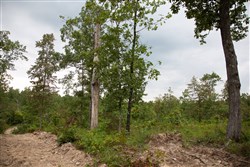 Borgmanns Hollow Phase II Tract 36