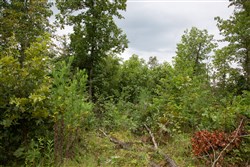 Borgmanns Hollow Phase II Tract 36