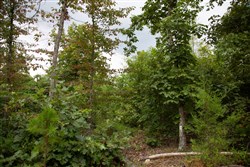 Borgmanns Hollow Phase II Tract 36