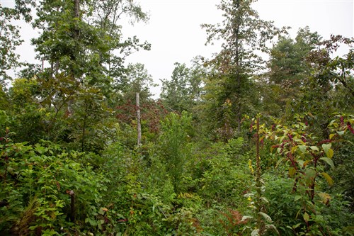 Borgmanns Hollow Phase II Tract 41