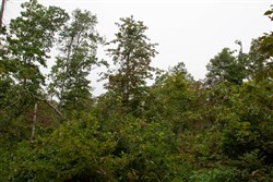 Borgmanns Hollow Phase II Tract 41