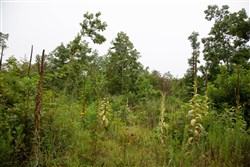 Borgmanns Hollow Phase II Tract 41