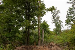Borgmanns Hollow Phase II Tract 42