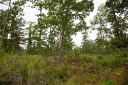 Borgmanns Hollow Phase II Tract 42