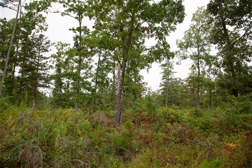 Borgmanns Hollow Phase II Tract 42