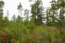 Borgmanns Hollow Phase II Tract 42