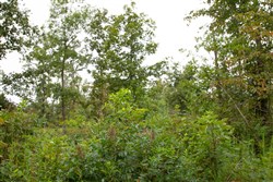 Borgmanns Hollow Phase II Tract 42