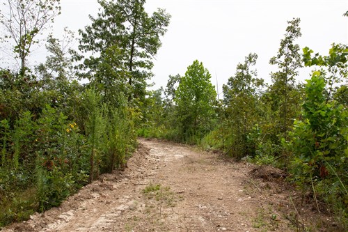 Borgmanns Hollow Phase II Tract 46