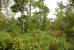 Borgmanns Hollow Phase II Tract 46